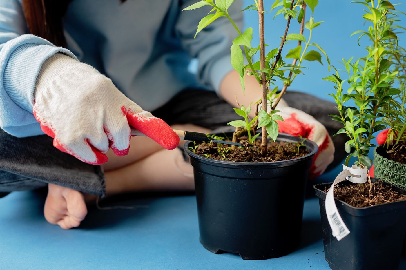 Planting & Gardens