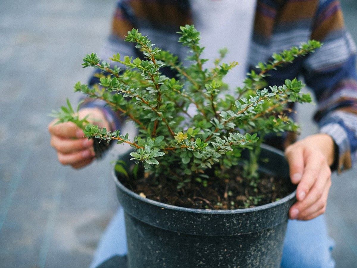 Fresh plantings in a designed garden bed